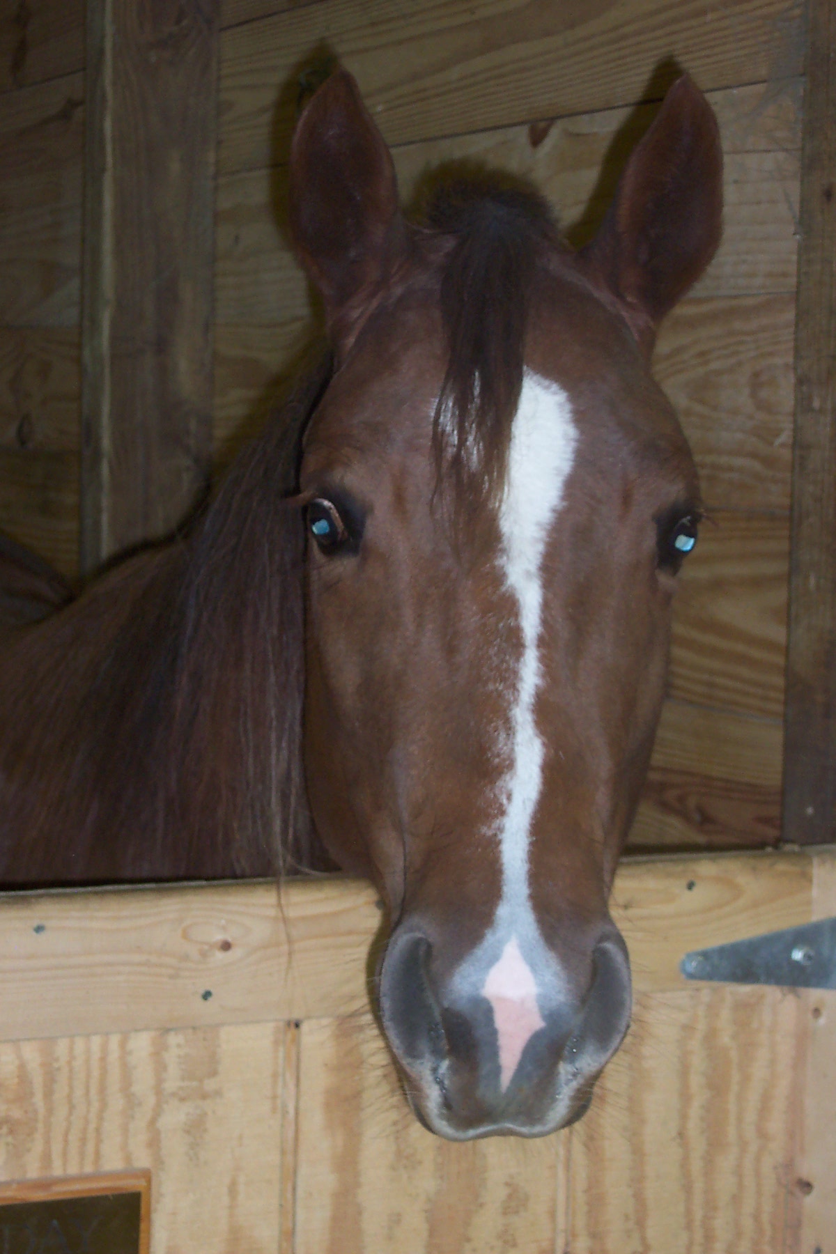 Horse client glad to see Nannimals!