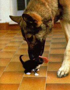 loving shepherd and kitten