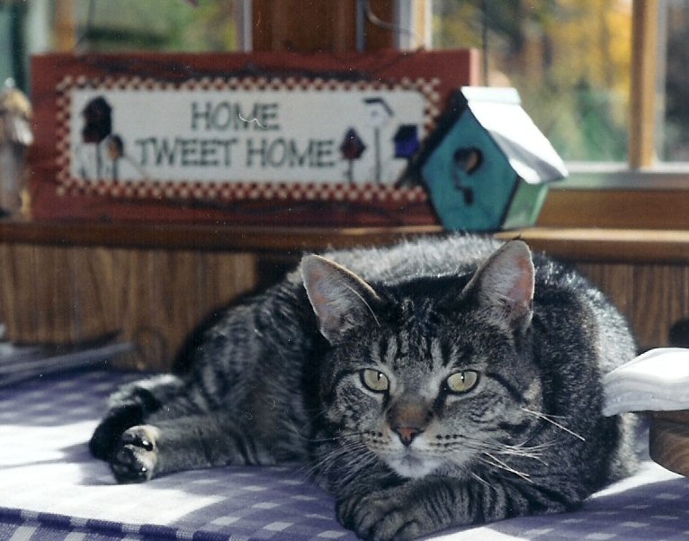 Simon, at Home Sweet Home